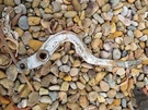 Kawasaki Oem Rear Brake Pedal KDX250 Kx Genuine Factory Footrest. Fixed Price $28.70.